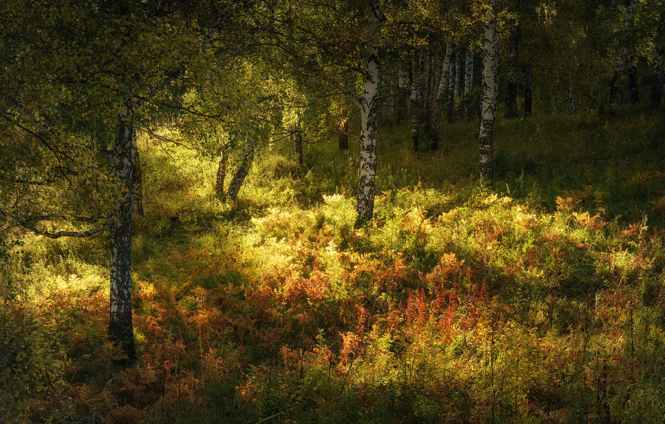 Photo wallpaper autumn, forest, grass, the sun, trees, birch
