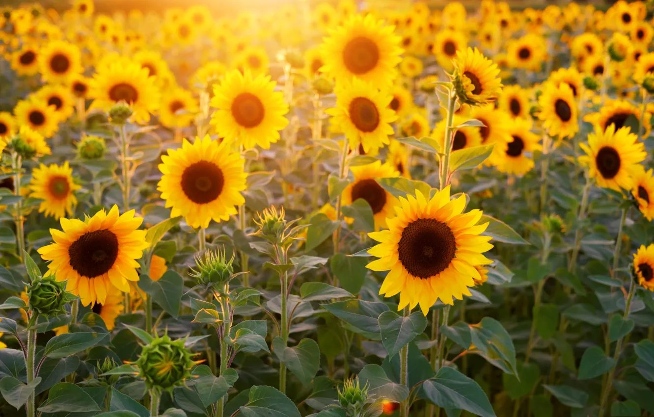 Photo wallpaper field, rays, light, sunflowers