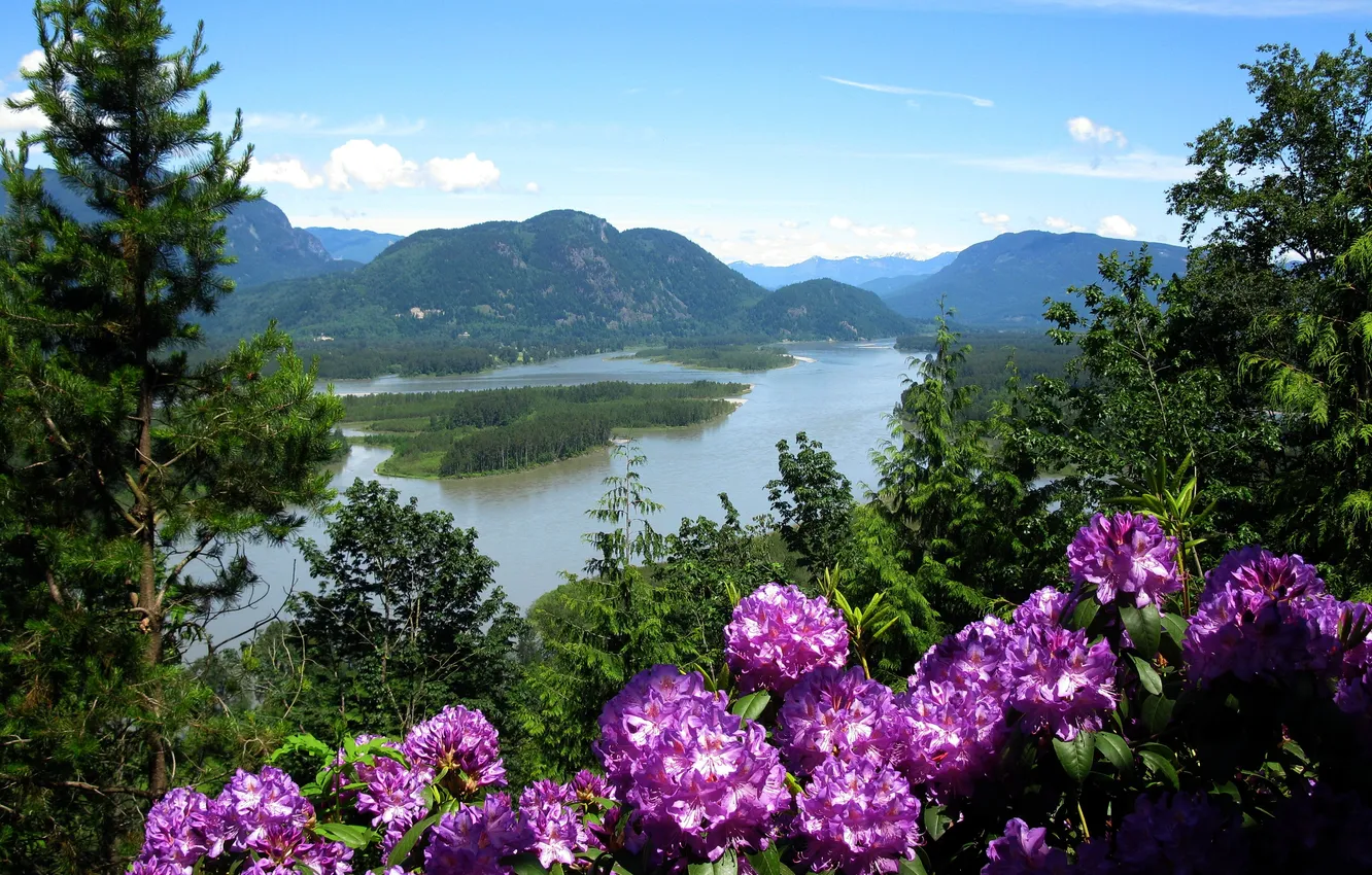 Photo wallpaper forest, the sky, clouds, trees, landscape, flowers, mountains, nature