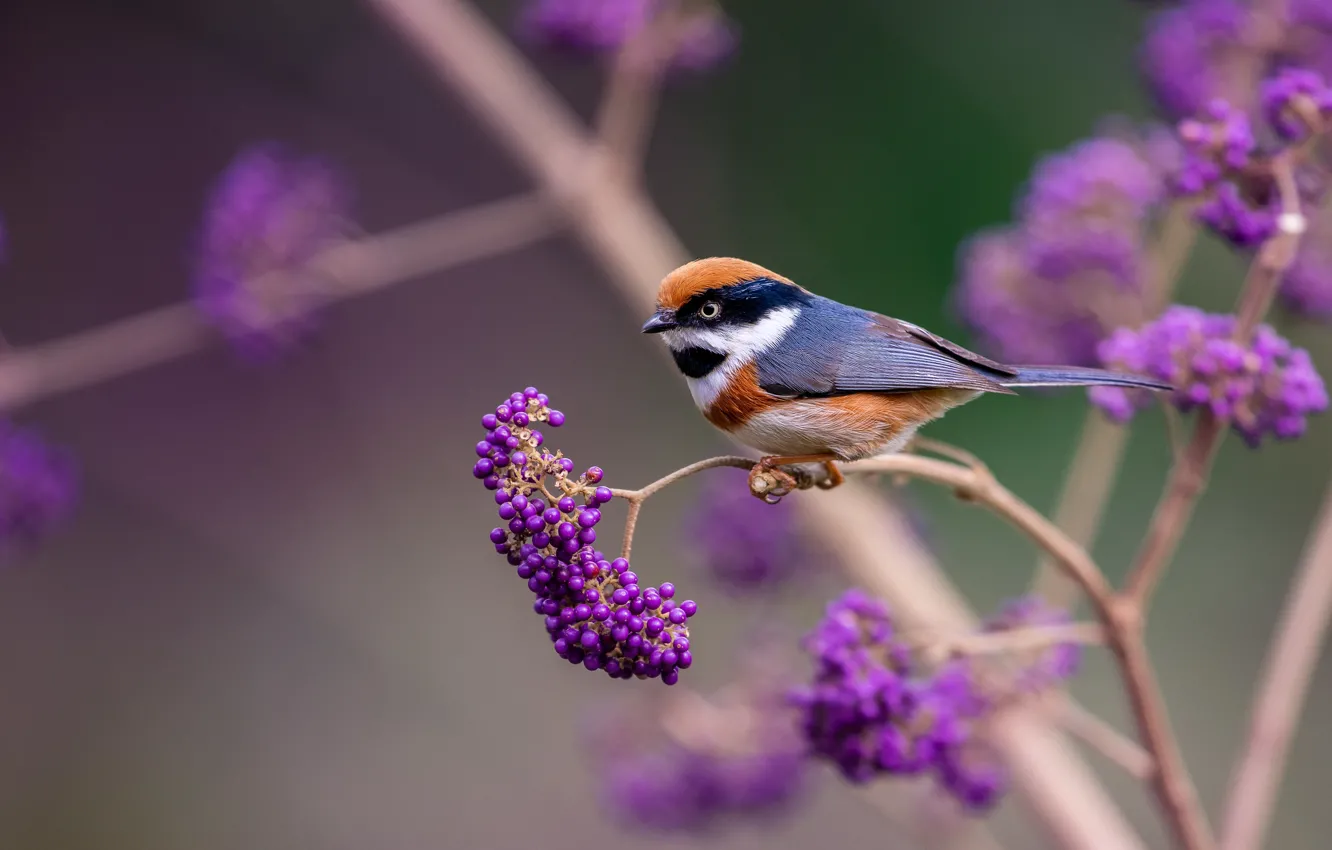 Photo wallpaper branches, nature, berries, bird, black - throated tit