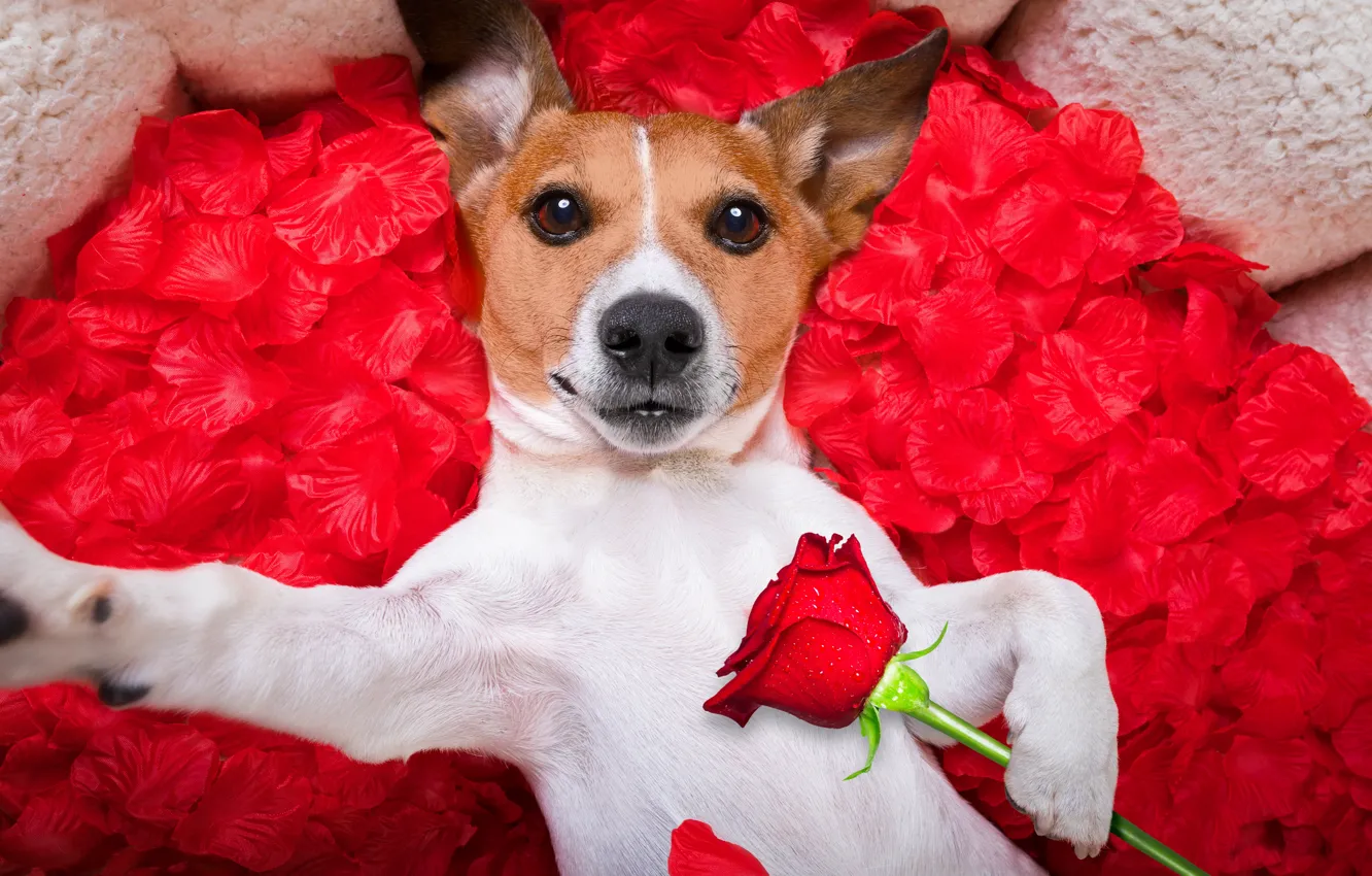 Photo wallpaper dog, petals, love, rose, dog, romantic, hearts, funny