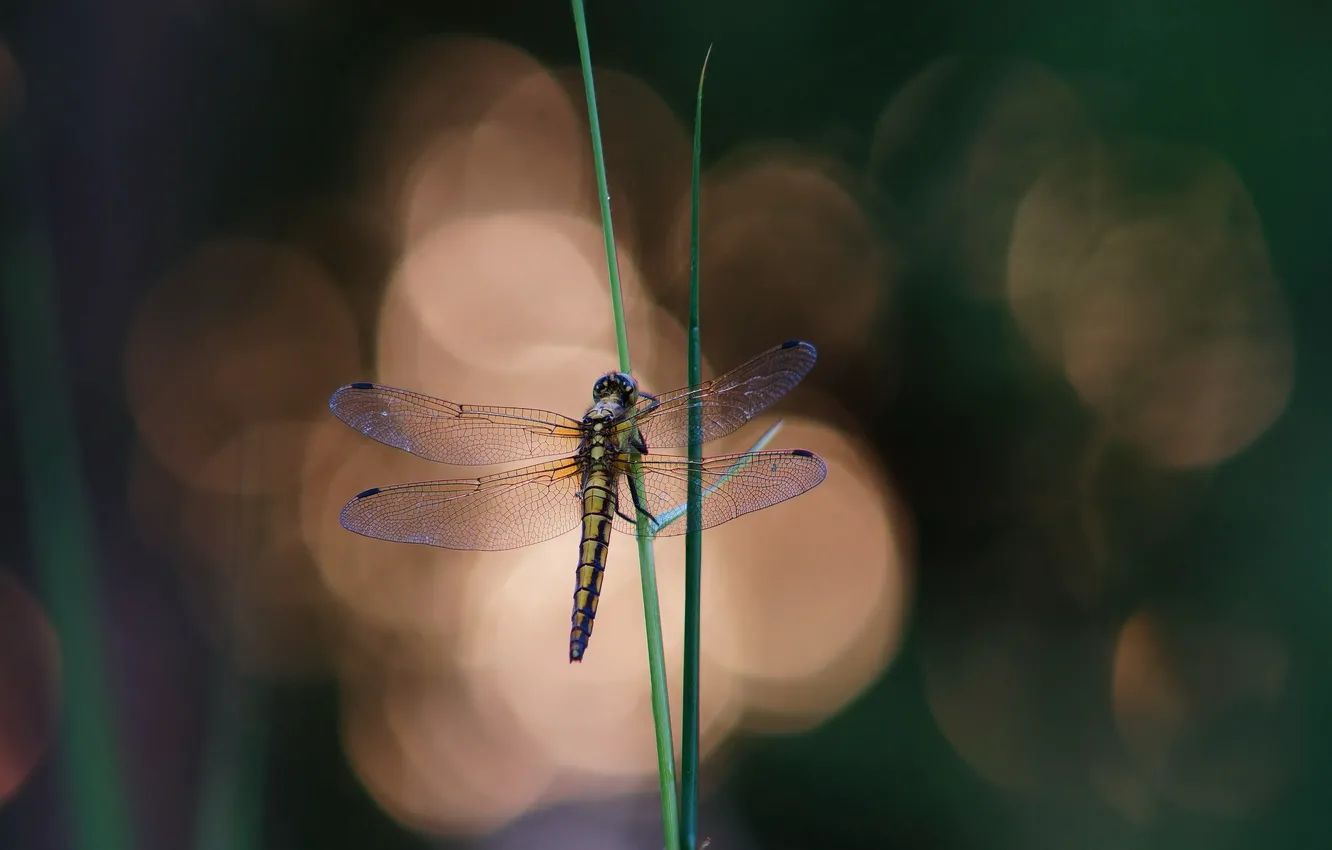 Photo wallpaper grass, glare, background, dragonfly, grass