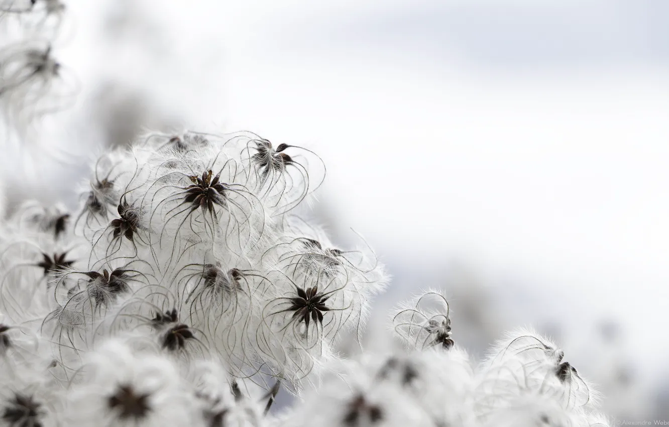 Photo wallpaper macro, flowers, nature