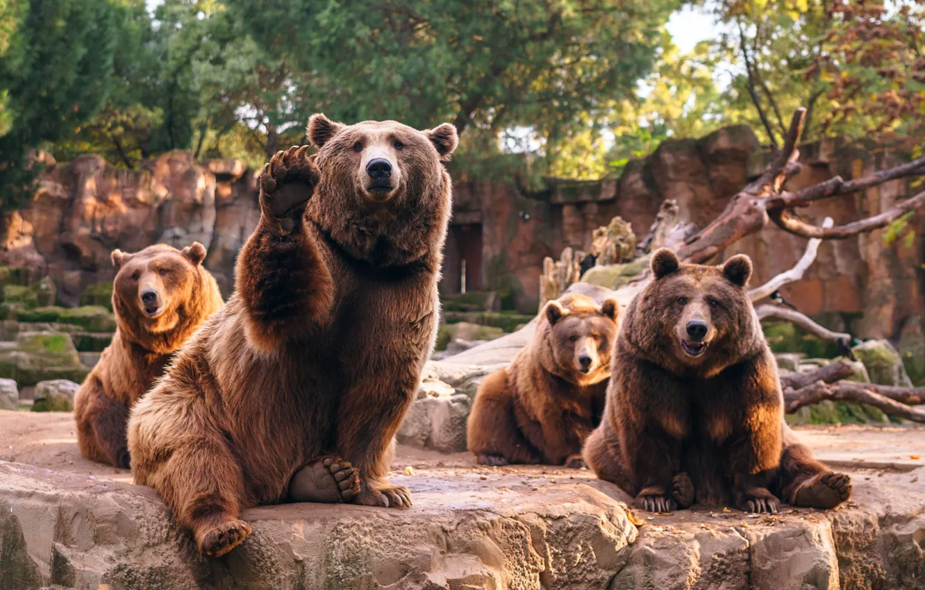 Photo wallpaper bears, zoo, Quartet