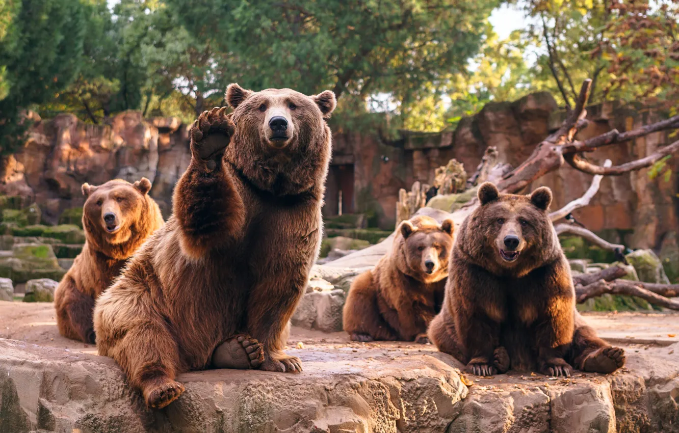 Photo wallpaper bear, zoo, Quartet