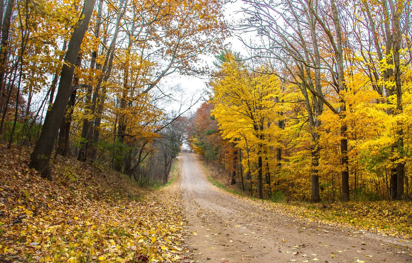 Photo wallpaper road, autumn, forest, trees