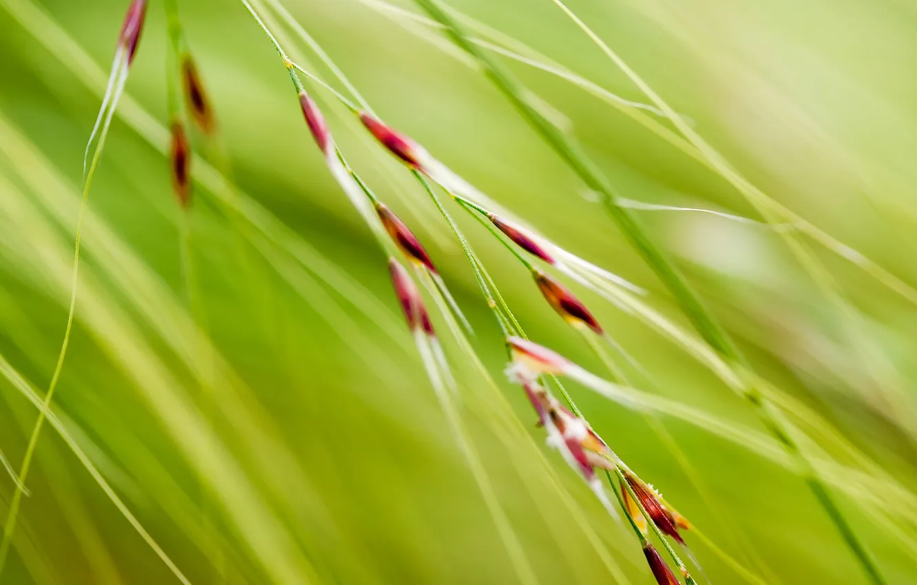 Photo wallpaper greens, grass, macro, nature, background, Wallpaper, plant, picture