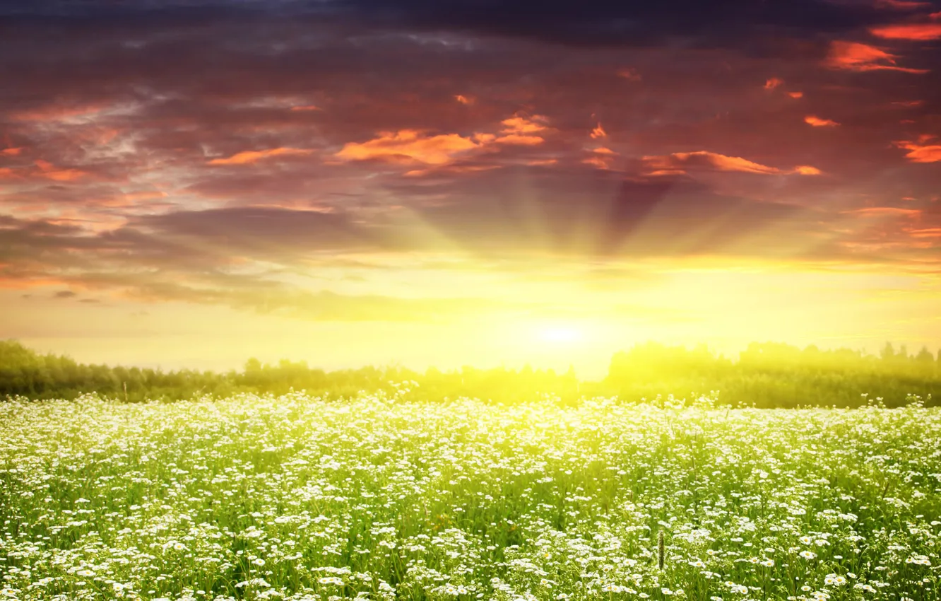 Photo wallpaper the sky, the sun, landscape, flowers, nature, glade