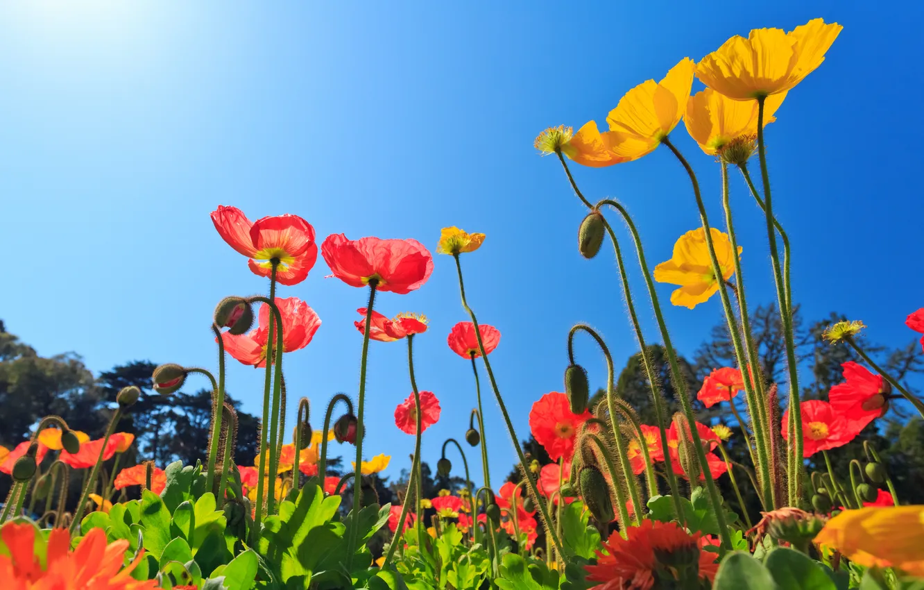 Photo wallpaper flowers, nature, Maki, flowering, nature, flowers, poppies bloom
