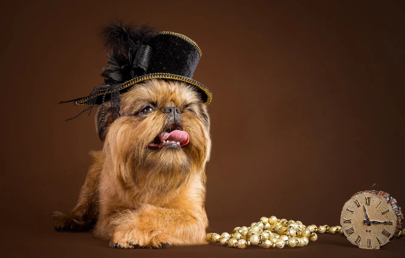 Photo wallpaper look, background, dog