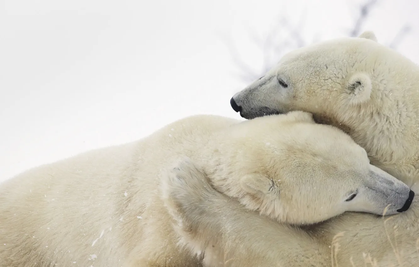 Photo wallpaper fur, polar bear, North, Arctic