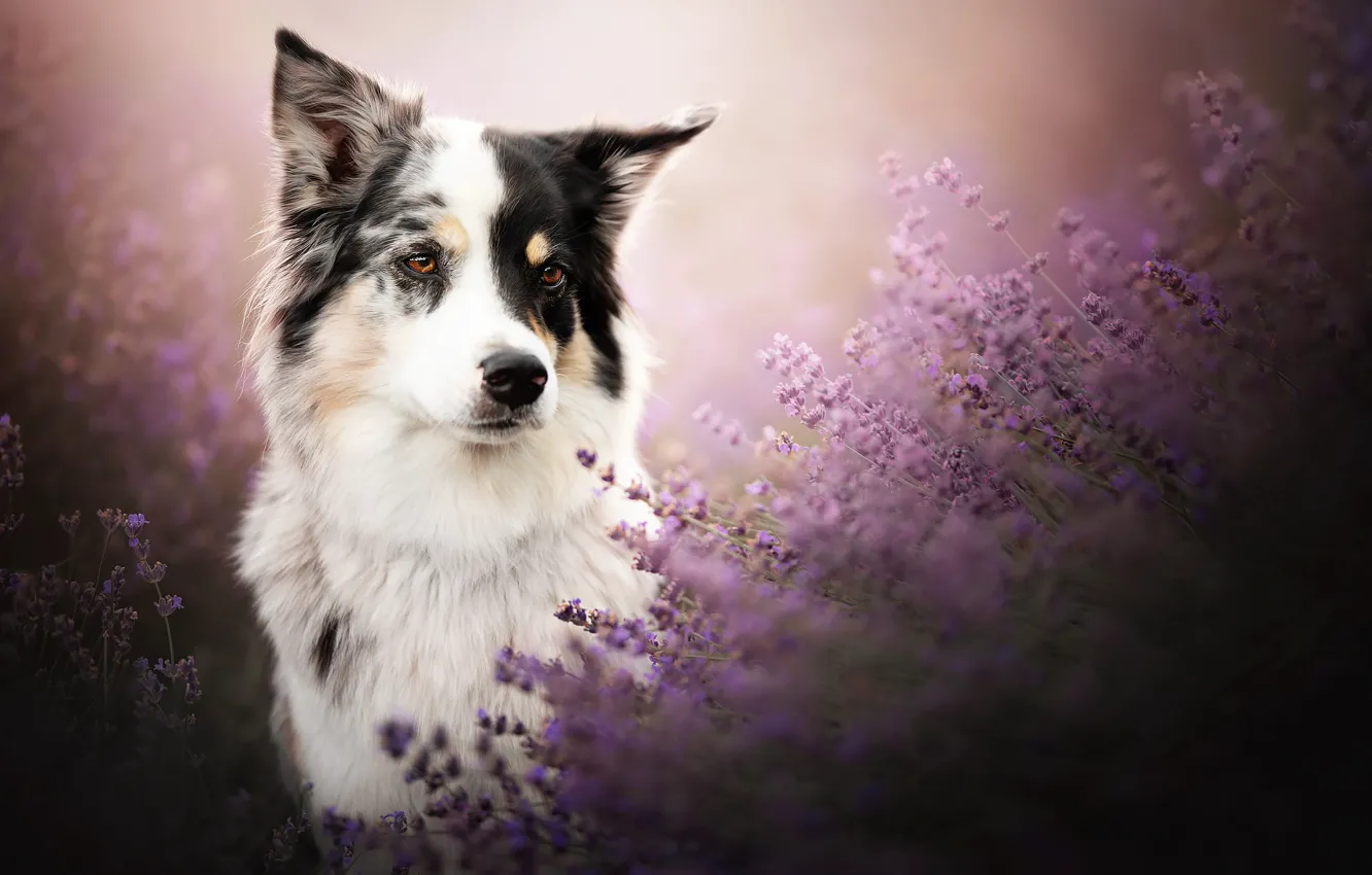 Photo wallpaper look, face, dog, lavender, The border collie