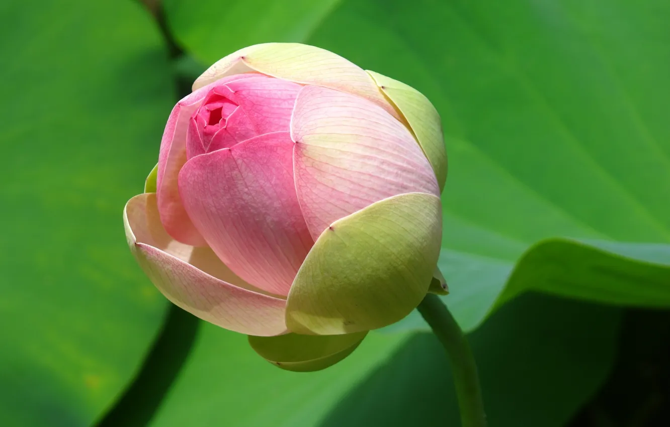 Photo wallpaper leaves, buds, pink Lotus