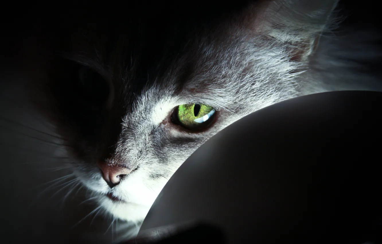 Photo wallpaper light, cat, Cat, eye