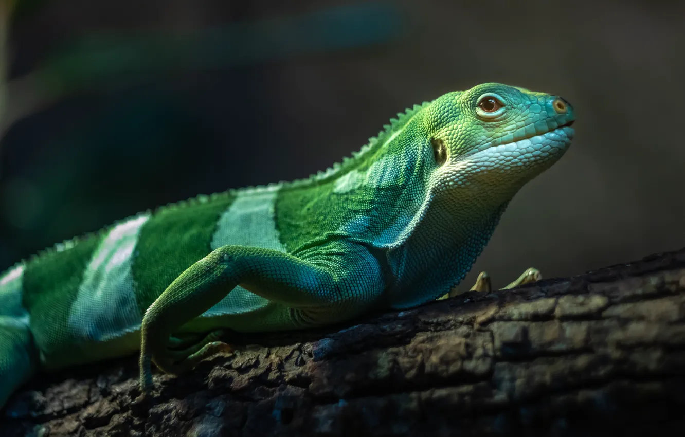 Photo wallpaper look, green, log, iguana