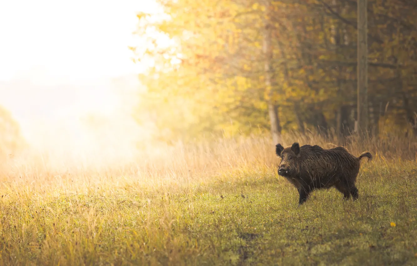 Photo wallpaper autumn, forest, light, glade, boar