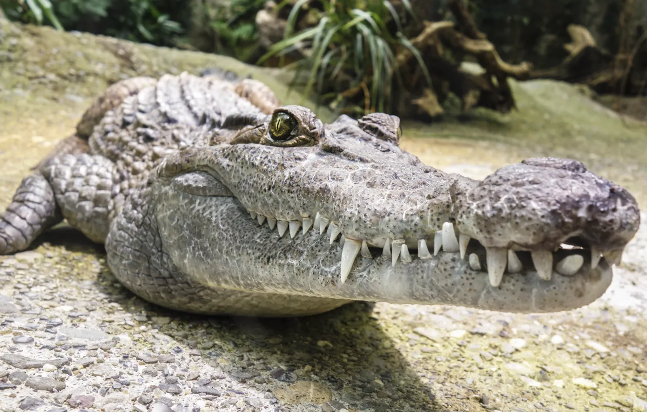 Photo wallpaper look, stay, teeth, crocodile