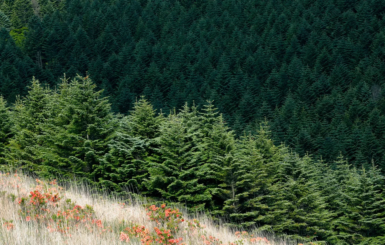 Photo wallpaper forest, grass, trees, flowers, ate, slope