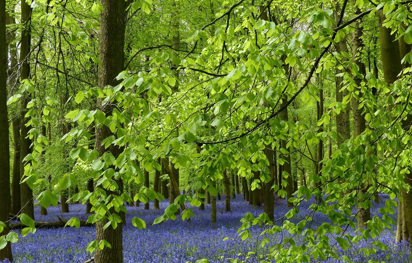 Photo wallpaper forest, leaves, trees, flowers, branches, England, bells, England