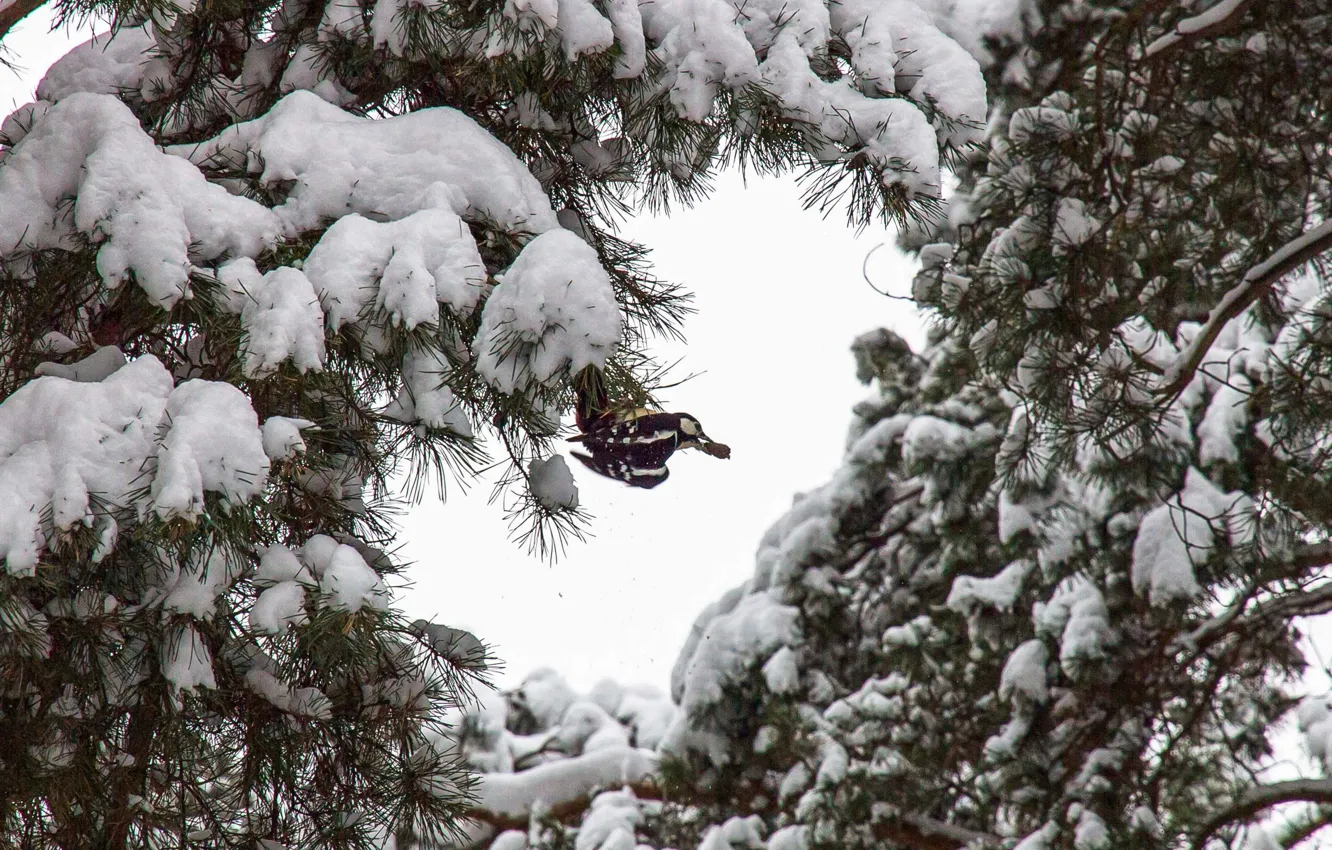 Photo wallpaper winter, forest, trees, woodpecker