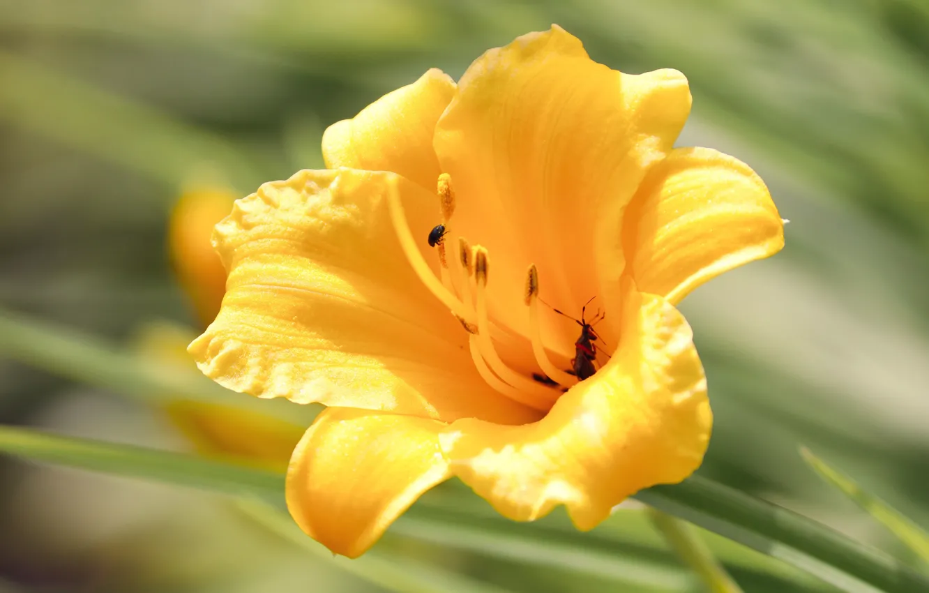 Photo wallpaper flower, leaves, insects, green, background, Lily, yellow, bokeh