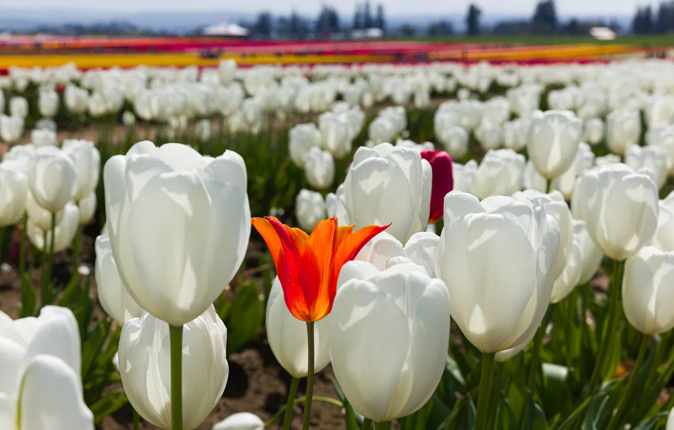 Photo wallpaper close-up, nature, flowers