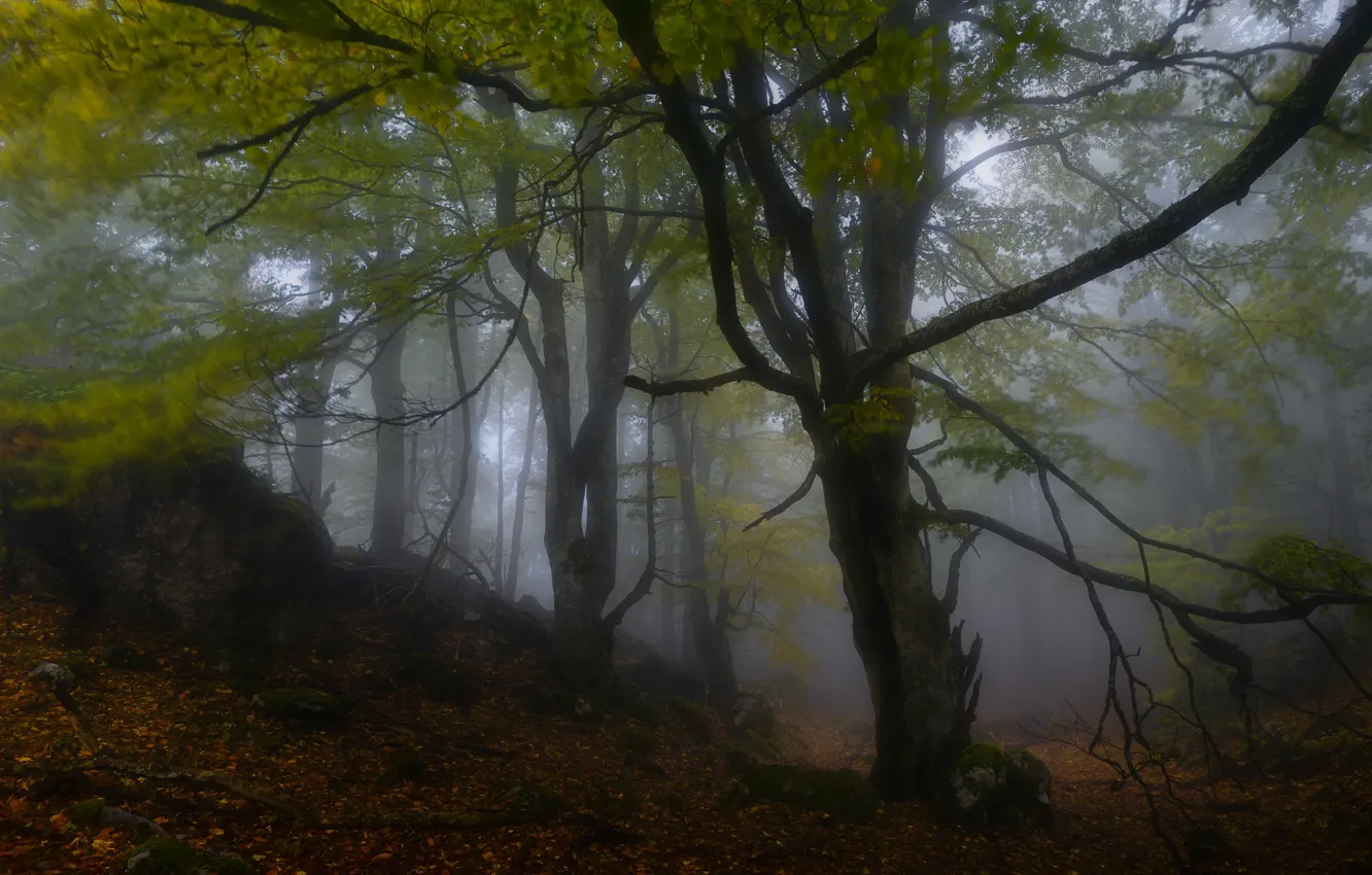Photo wallpaper autumn, forest, trees, branches, nature, fog, stones, foliage