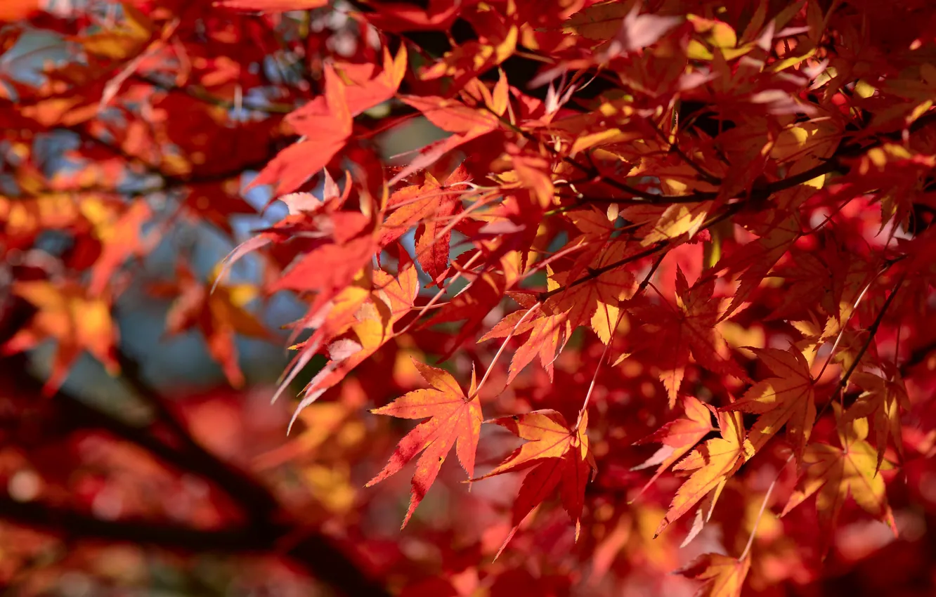 Photo wallpaper autumn, leaves, tree, colorful, red, red, maple, autumn