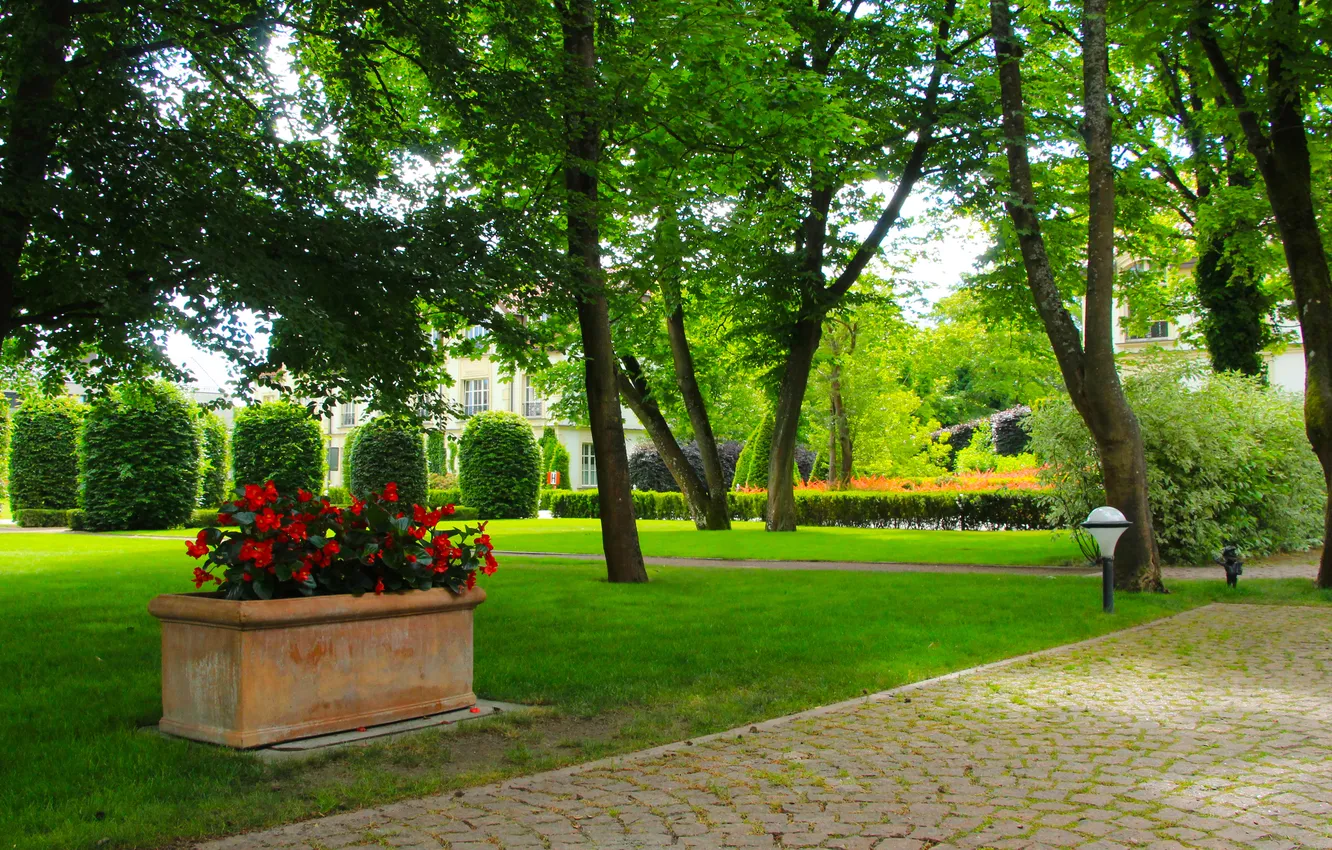 Photo wallpaper flower, park, alley