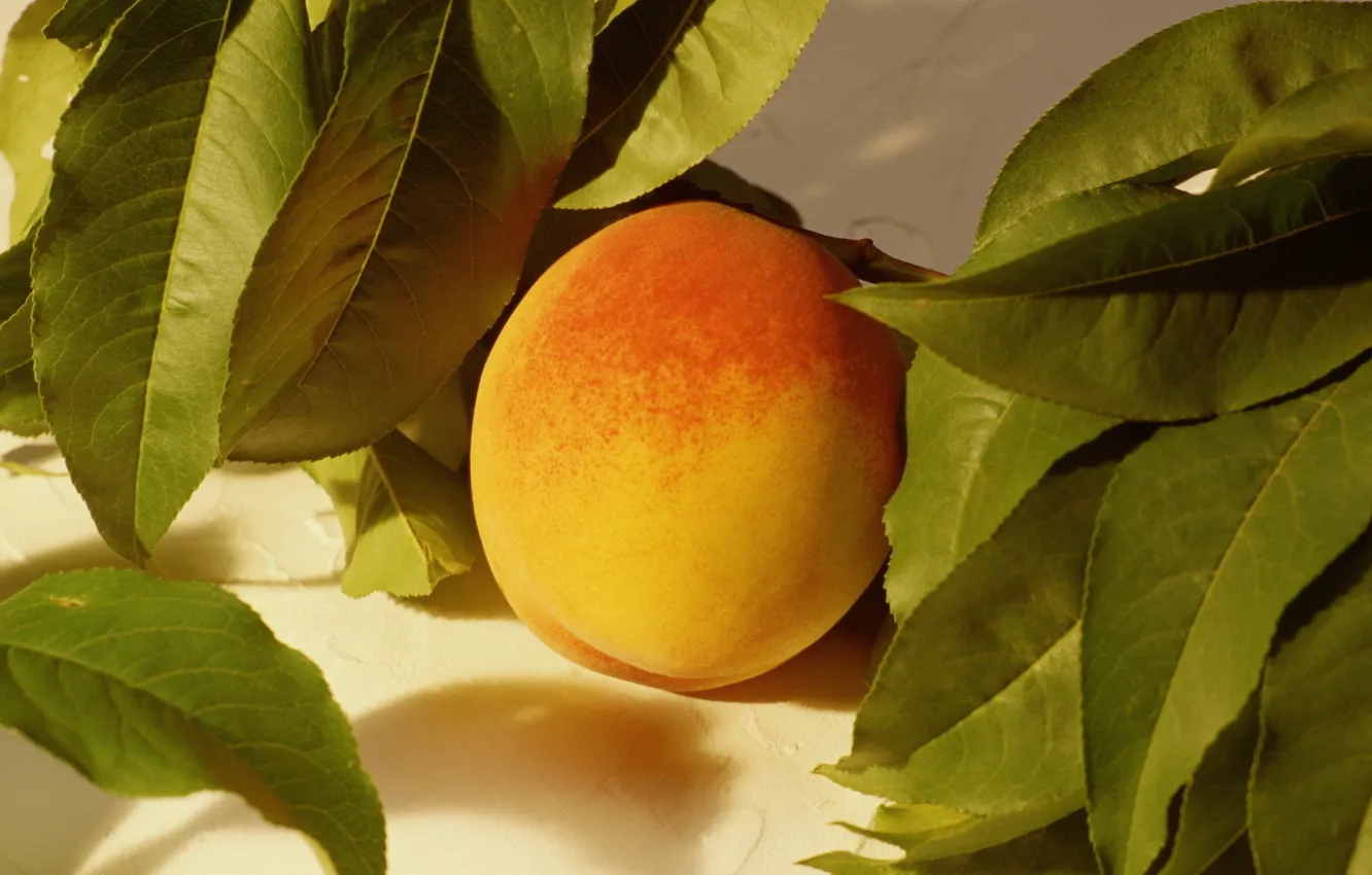 Photo wallpaper leaves, shadow, peaches