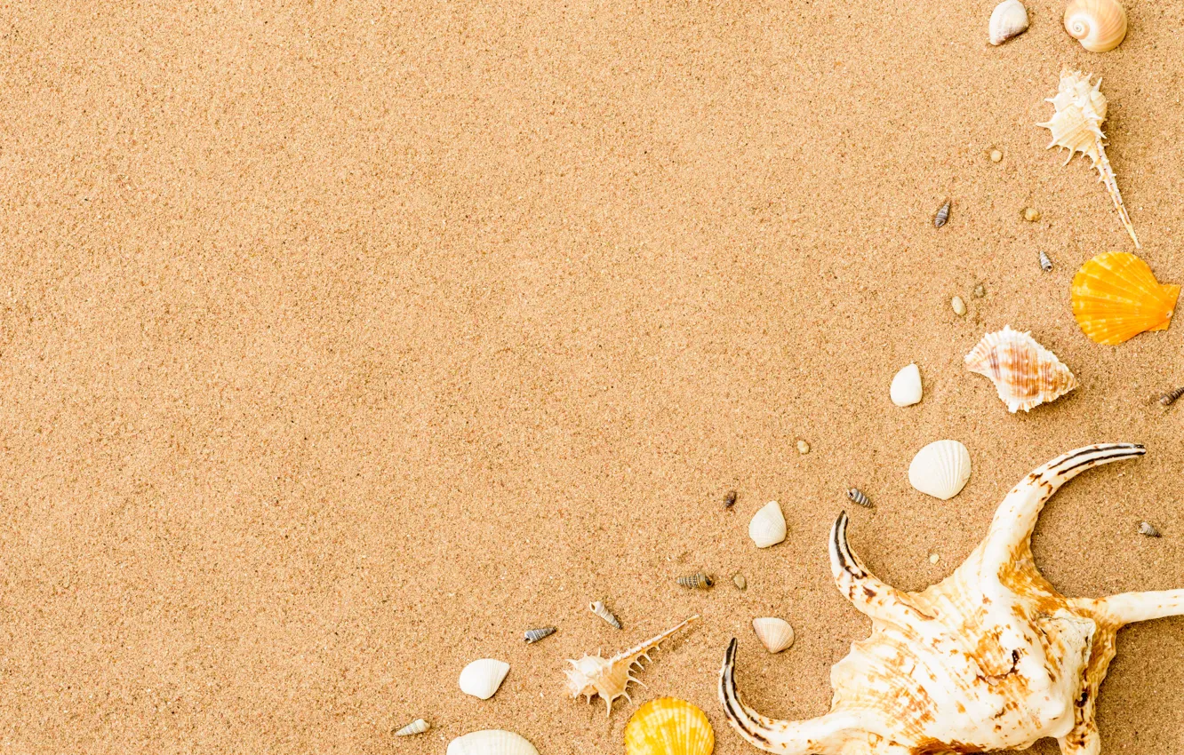 Photo wallpaper sand, beach, stars, shell, summer, beach, sand, marine