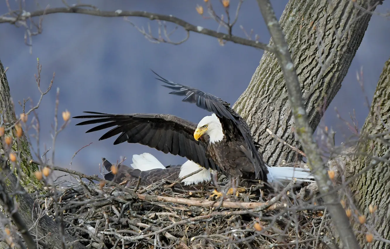 Photo wallpaper trees, branches, bird, eagle, wings, socket, blue background, stroke