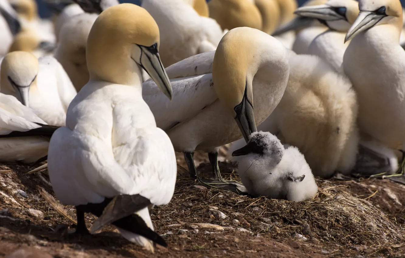 Photo wallpaper bird, beak, Chicks, the Northern Gannet