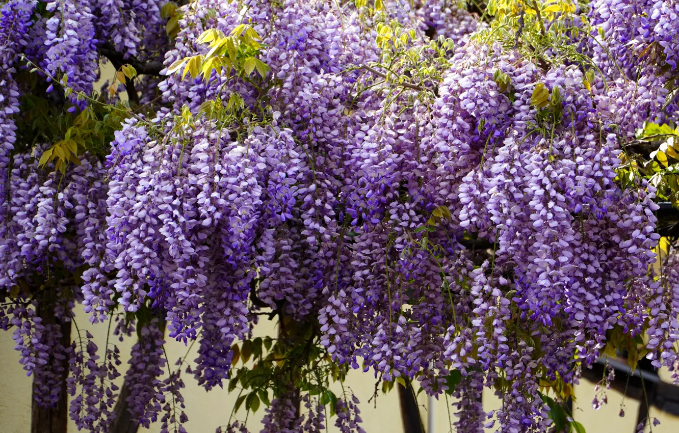 Photo wallpaper flowers, branches, the bushes, a lot, Wisteria, Wisteria, hanging, sireneviy