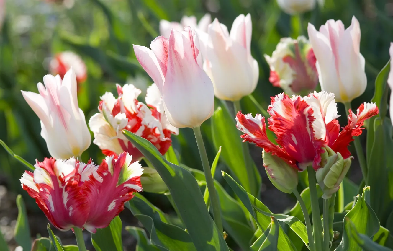 Photo wallpaper white, flowers, pink, tulips