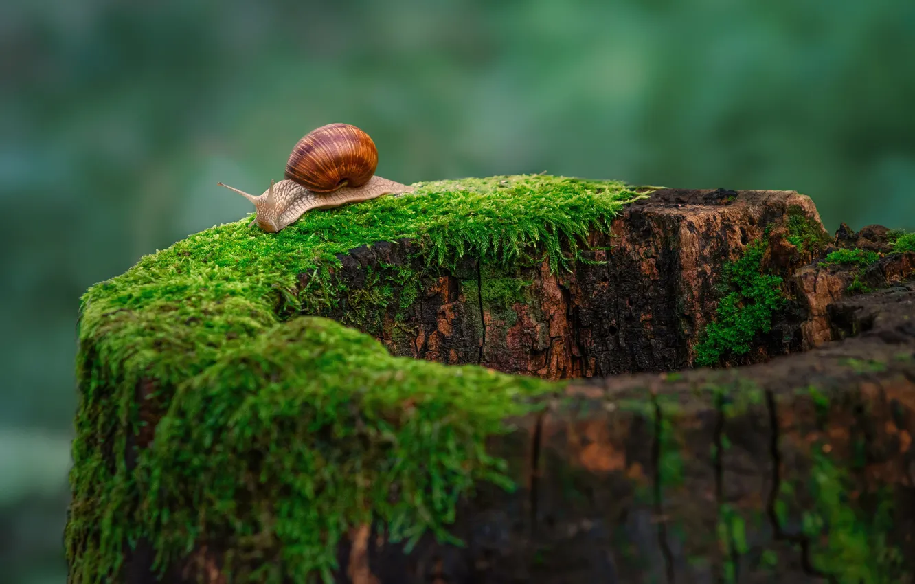 Photo wallpaper macro, background, moss, stump, snail