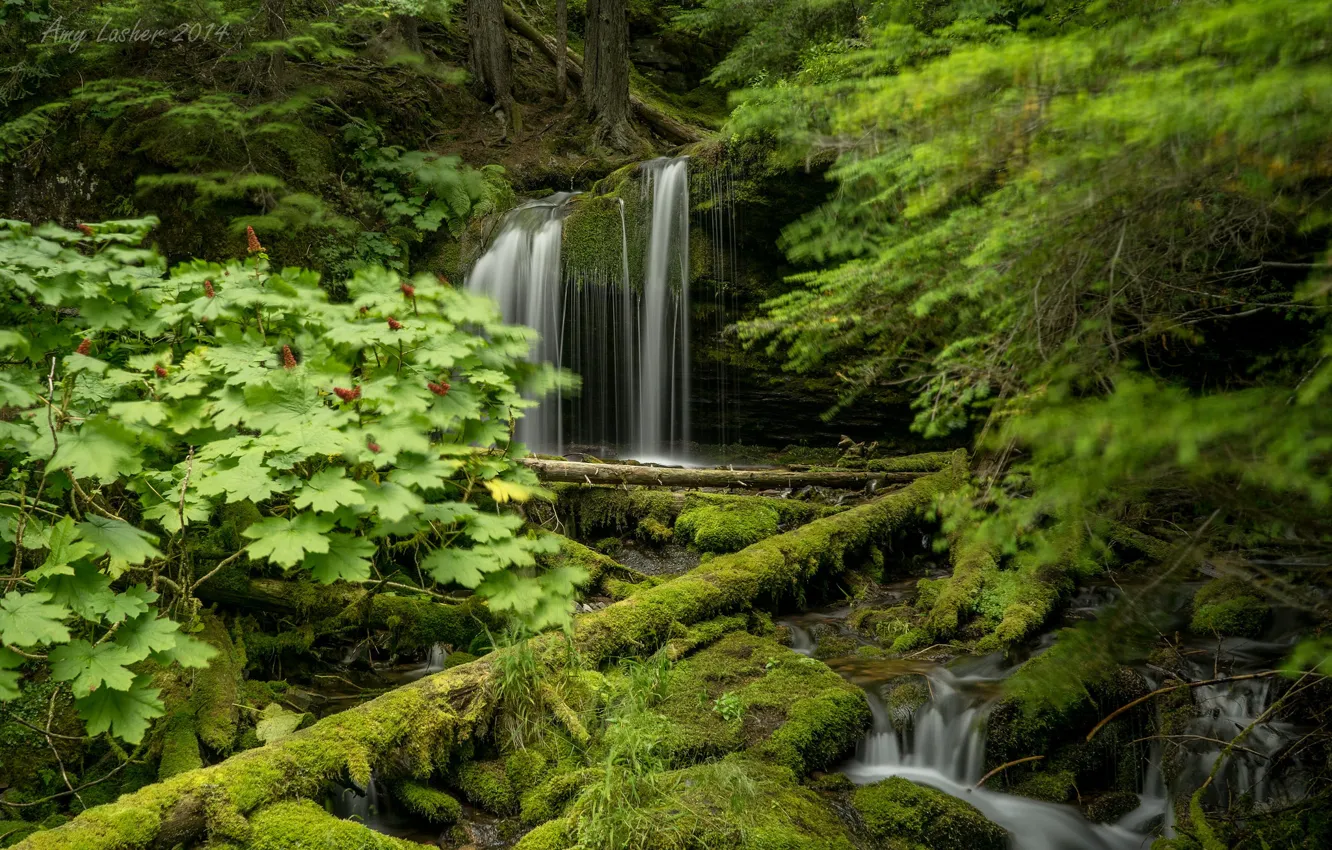 Photo wallpaper greens, forest, trees, waterfall