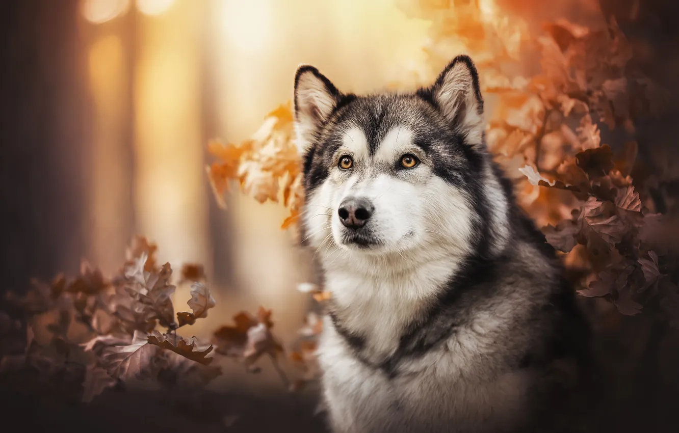 Photo wallpaper autumn, face, leaves, dog, Alaskan Malamute
