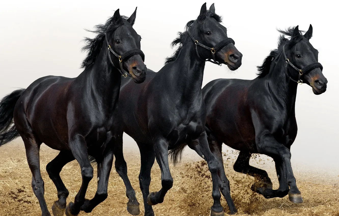 Photo wallpaper black, horse, running, three, three, the herd, 2014, allure