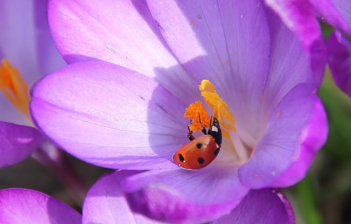 Photo wallpaper flowers, ladybug, petals, crocuses, insect