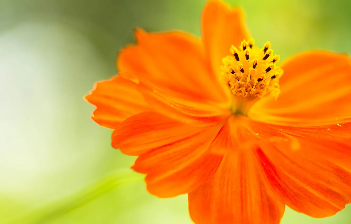 Photo wallpaper flowers, nature, plant, petals