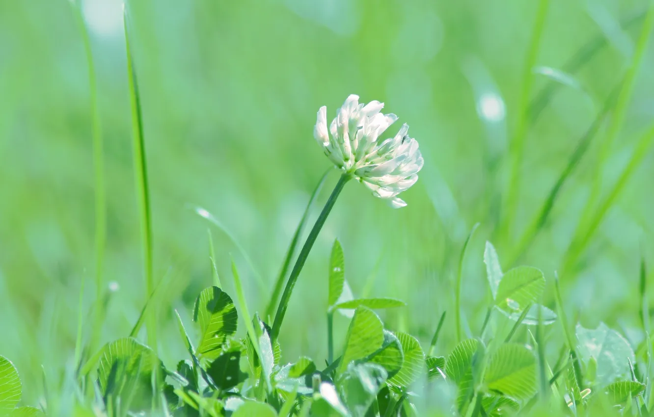 Photo wallpaper greens, white, grass, macro, light, flowers, glare, green