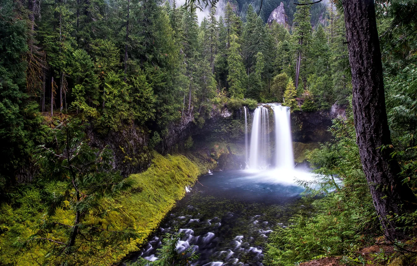 Photo wallpaper forest, trees, stream, waterfall