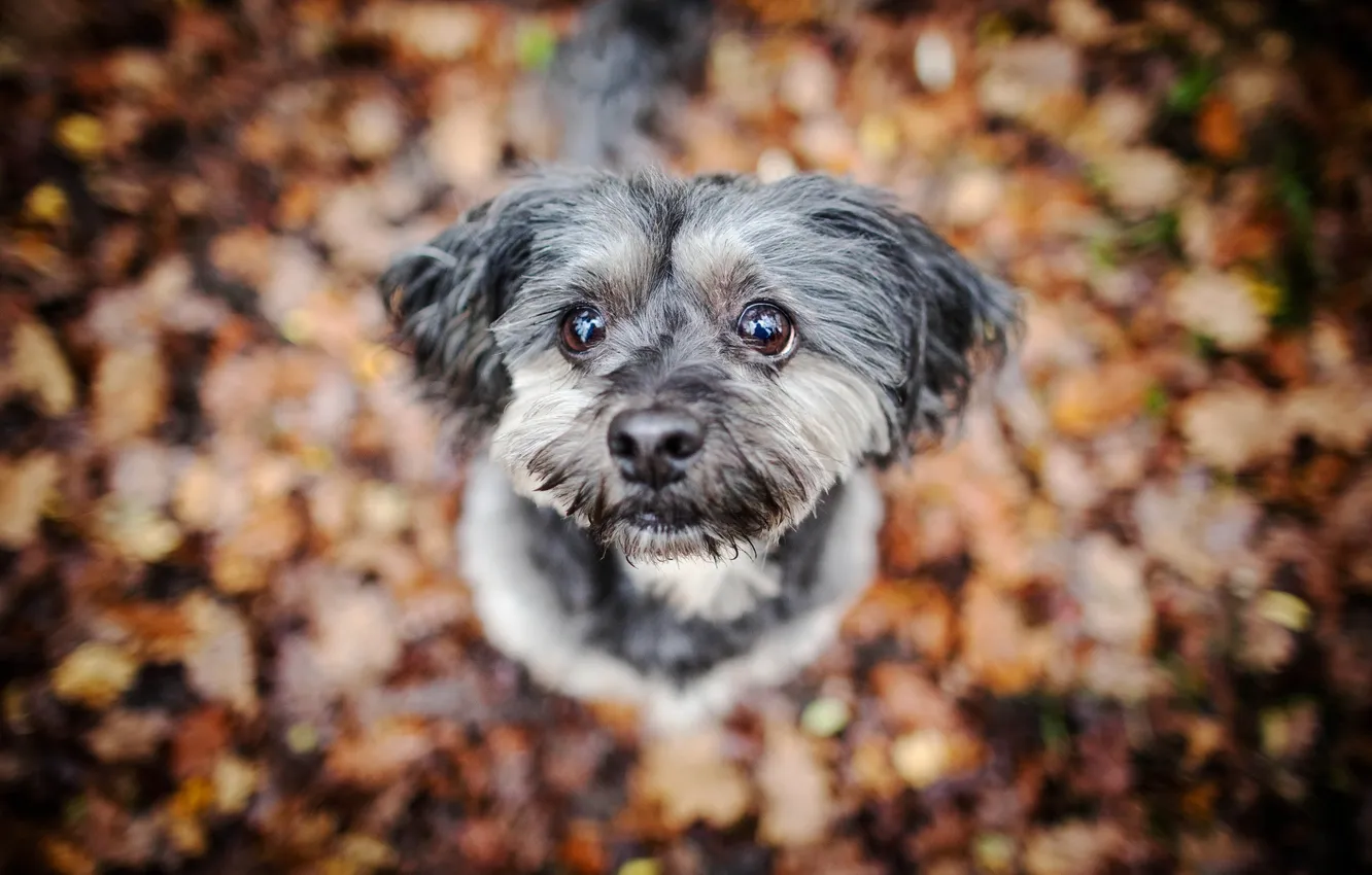 Photo wallpaper look, each, dog