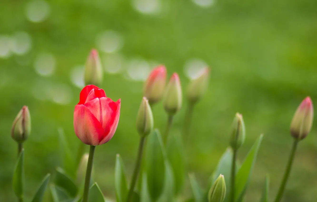 Photo wallpaper flowers, nature, tulips