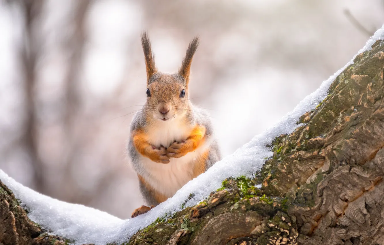 Photo wallpaper look, snow, trees, protein, bokeh