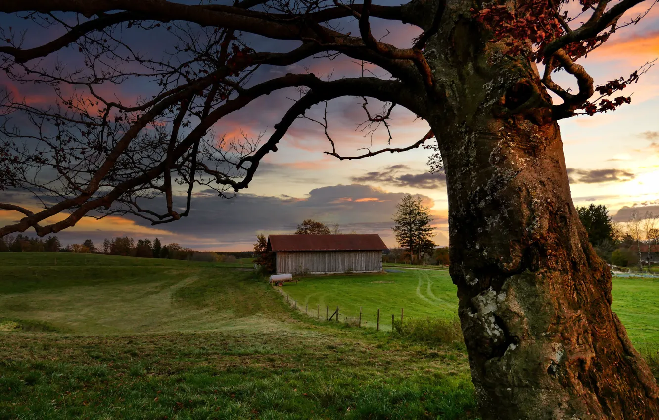 Photo wallpaper field, branches, tree, the barn, house, farm
