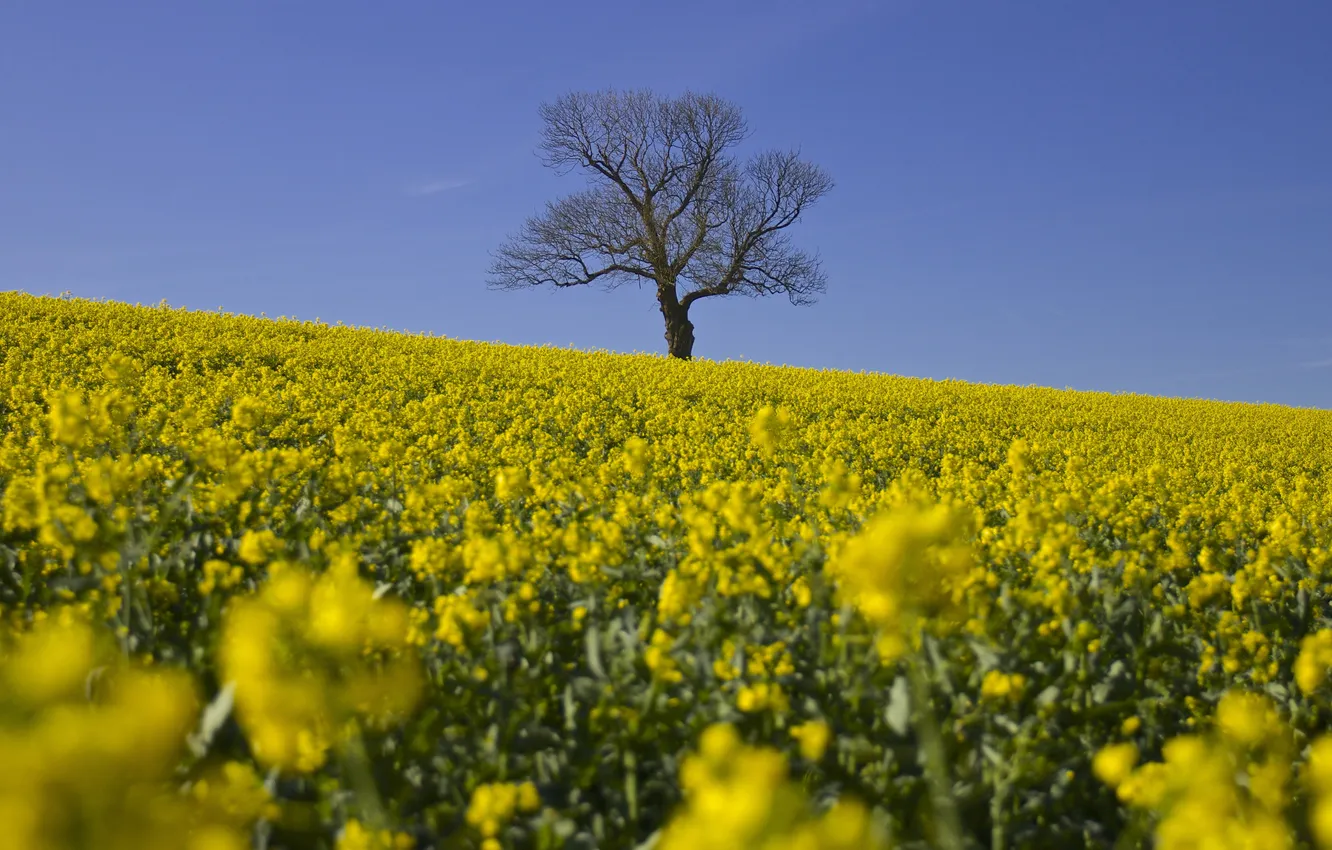 Photo wallpaper the sky, trees, flowers, yellow, blue, spring, plantation, lonely