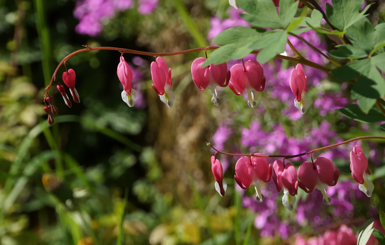 Photo wallpaper flowers, pink, broken heart, the bleeding heart