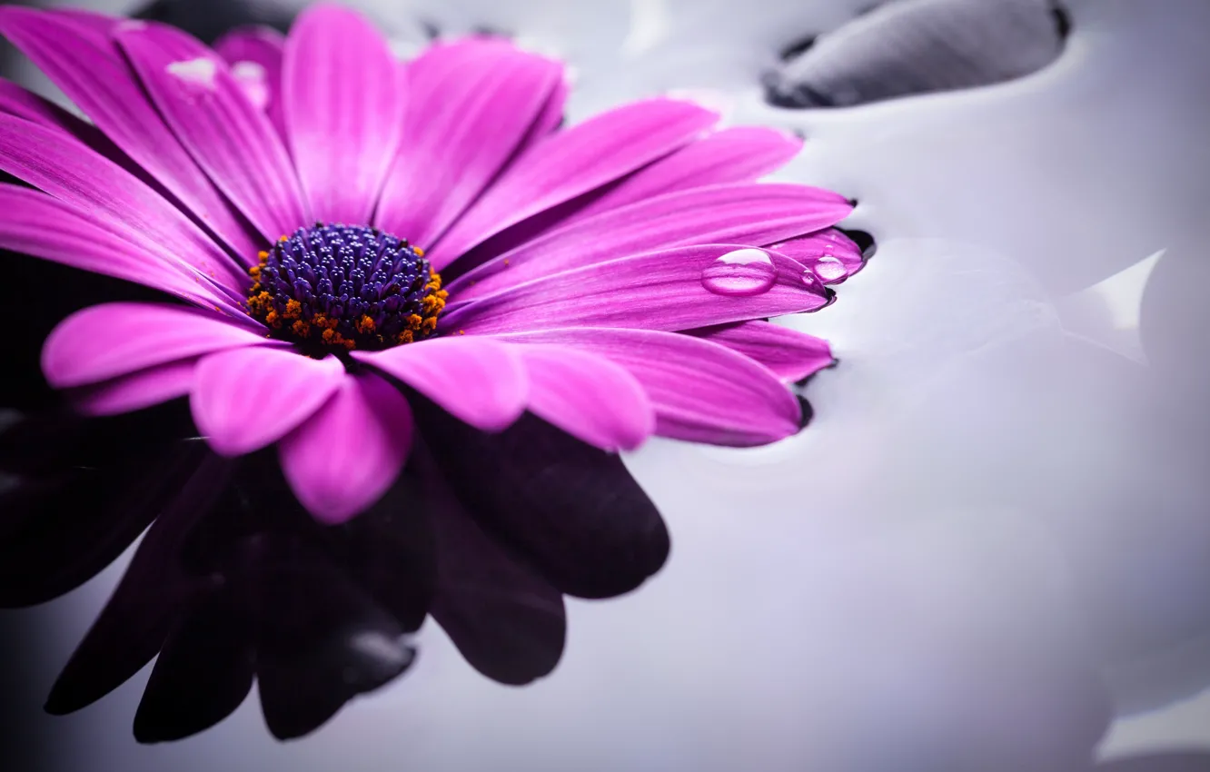 Photo wallpaper water, colorful, flowers, gerbera, purple, gerbera